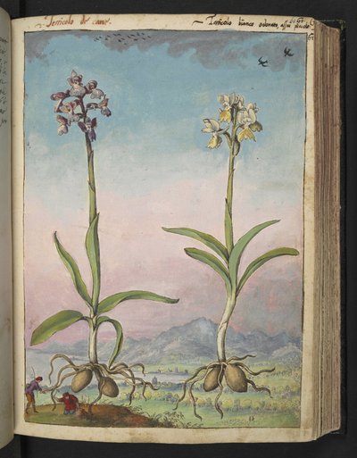 Orchis pallens: Two flowering plants, from 