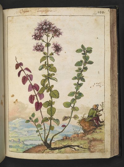 Origanum vulgare, from 