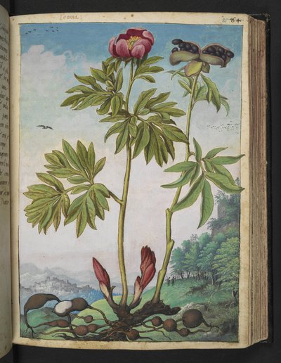 Paeonia officinalis, from 