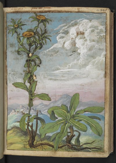 Pallenis spinosa, from 