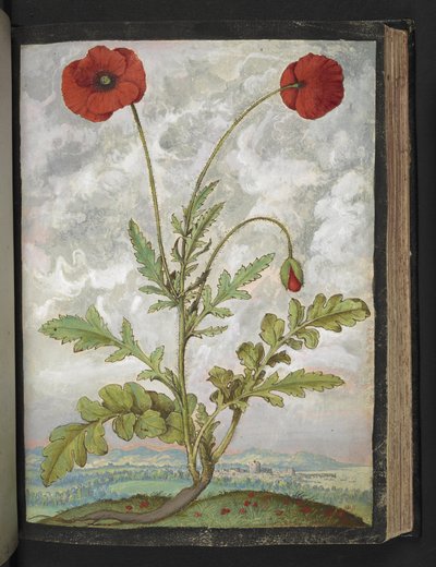 Papaver Rhoeas (Poppies), from 