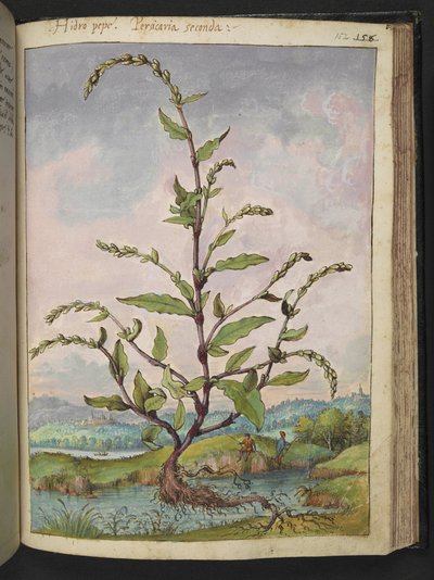 Persicaria hydropiper, from Paintings of Flora of the Roman States by Gherardo Cibo by Gherardo Cibo