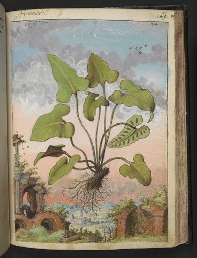 Phyllitis hemionitis, from Paintings of Flora of the Roman States by Gherardo Cibo by Gherardo Cibo