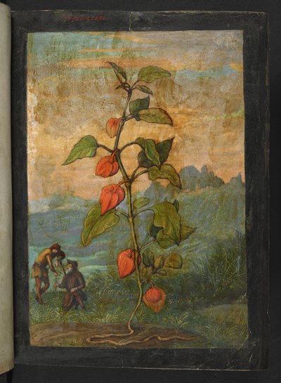 Physalis alkekengi: A plant with red flowers, from 