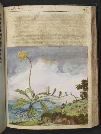 Pilosella officinarum, from 