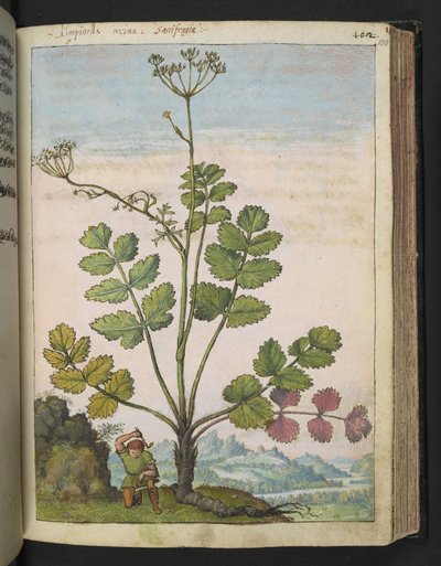 Pimpinella major, from Paintings of Flora of the Roman States by Gherardo Cibo by Gherardo Cibo