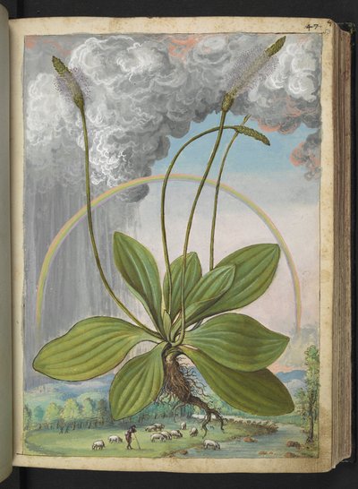 Plantago media, from 