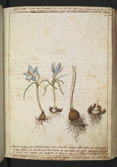 Plants between blue flowers, from 