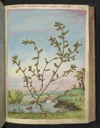 Polygonum aviculare, from 