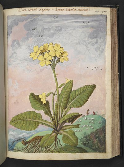 Primula eliator: A plant with yellow petals, from 