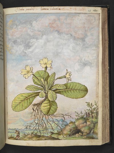 Primula vulgaris, from "Paintings of Flora of the Roman States" by Gherardo Cibo by Gherardo Cibo