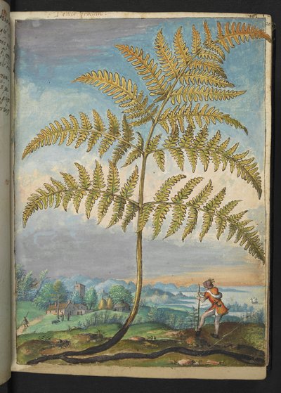 Pteridium aquilinium: A fern, from "Paintings of Flora of the Roman States" by Gherardo Cibo by Gherardo Cibo