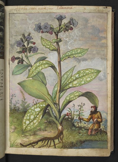 Pulmonaria officinalis, from Paintings of Flora of the Roman States by Gherardo Cibo by Gherardo Cibo