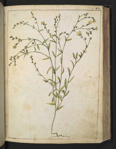 Ranunculus bulbosus: A plant with yellow flowers, from 