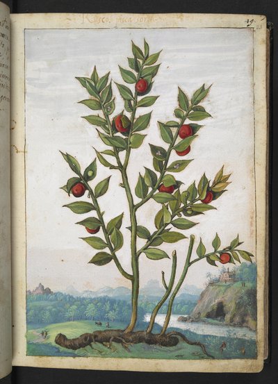 Ruscus aculeatus: A plant bearing red berries, from 