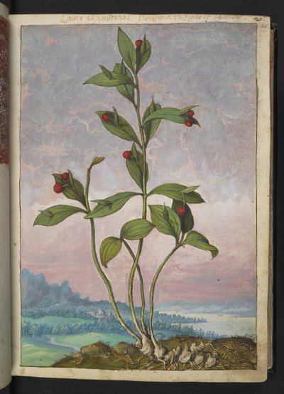 Ruscus hypoglossum: A plant bearing red berries, from 