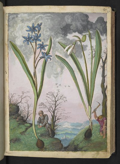 Scilla bifolia and Galanthus nivalis, from Paintings of Flora of the Roman States by Gherardo Cibo by Gherardo Cibo