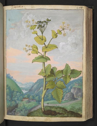 Smyrnium olusatrum, from "Paintings of Flora of the Roman States" by Gherardo Cibo by Gherardo Cibo