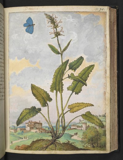 Stachys officinalis, from 