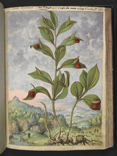 Streptopus amplexifolius (Twisted stalk), from 