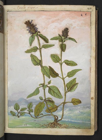 Symphytum bulbosum (Bulbous Comfrey), from 