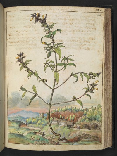 Tall plant with green leaves and yellow flowers, from 