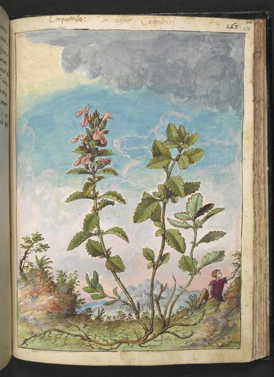Teucrium chamaedrys (Wall Germander), from 