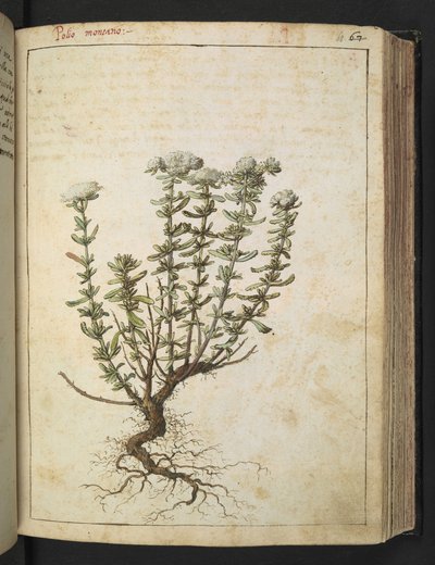Teucrium montanum, from 