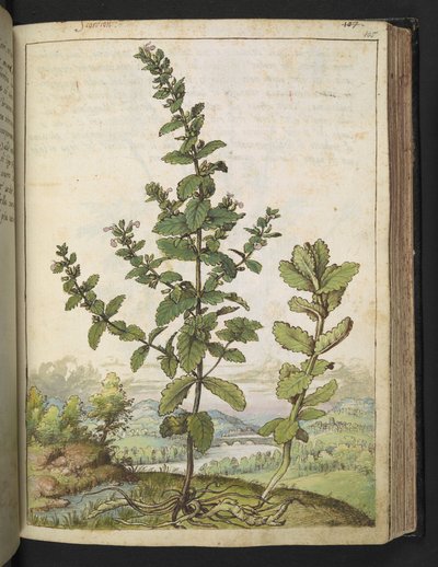 Teucrium scordium, from 