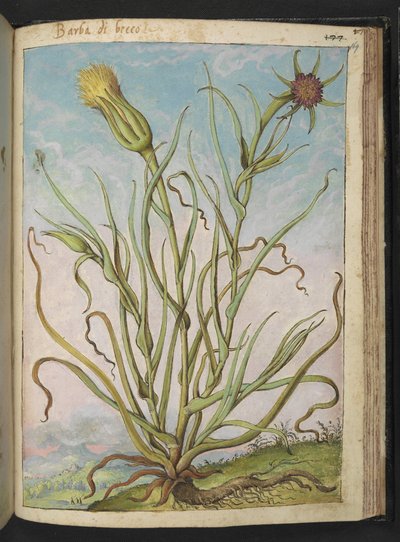 Tragopogon porrifolius, from 