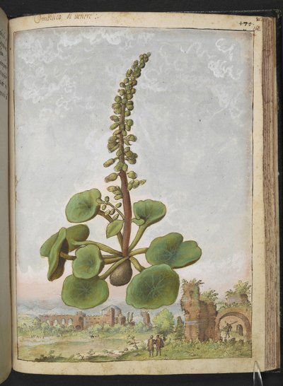 Umbilicus rupestris (Navelwort): Edible flowering plant, from 