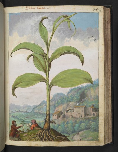 Veratrum nigrum, from 