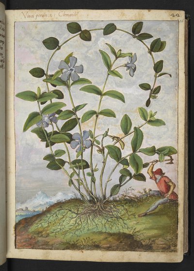 Vinca minor (Periwinkle), from Paintings of Flora of the Roman States by Gherardo Cibo by Gherardo Cibo