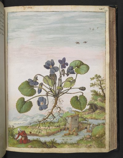 Viola Odorata, from 