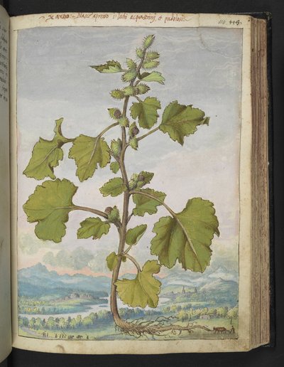 Xanthium strumarium, from 