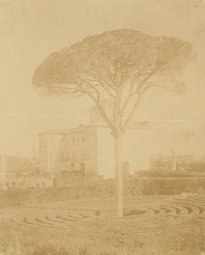 Tree in Formal Garden Outside Palazzo, 1860s-70s by Giacomo Caneva