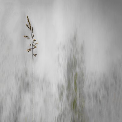Lone Grass Softly Blurred by Gilbert Claes