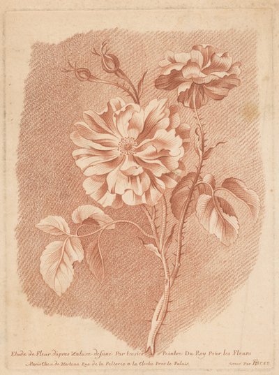 Flowers (Study of Flowers from Nature Drawn by Tessier, Painter to the King for Flowers) by Gilles Demarteau