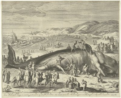 Stranded Whale at Berckhey, 1598 by Gilliam van der Gouwen