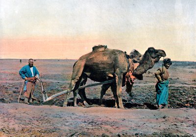 Farm Labourers Ploughing with a Camel, Caucasus by Gillot