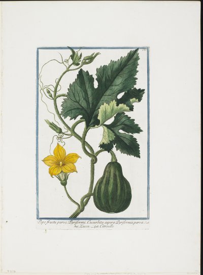 Vegetable Print, from Hortus Romanus, Vol. I or II by Giorgio Bonelli
