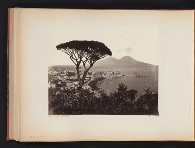 View of Naples, Italy, with a Pine Tree in the Foreground by Giorgio Sommer