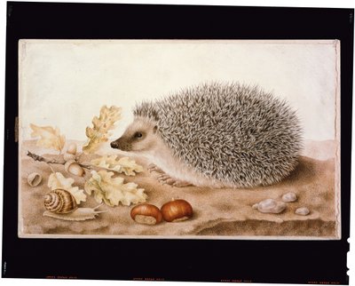 A Hedgehog in a Landscape by Giovanna Garzoni