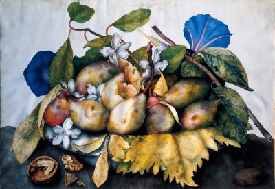 Plate of plums, jasmine and nuts. Painting on parchment by Giovanna Garzoni by Giovanna Garzoni