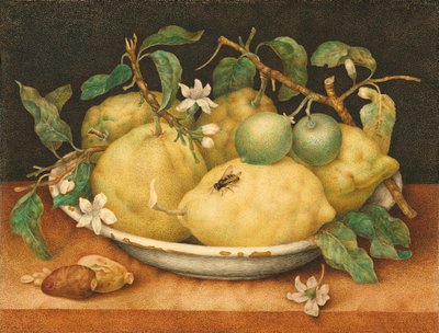Still Life with a Bowl of Citrons (c.1640) by Giovanna Garzoni