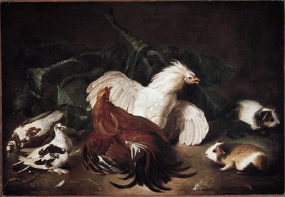 Still life with animals Hens and Hamsters by Giovanni Agostino Cassana