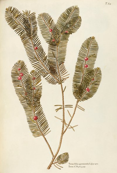 European Yew (Taxus baccata), Taxaceae by Giovanni Antonio Bottione