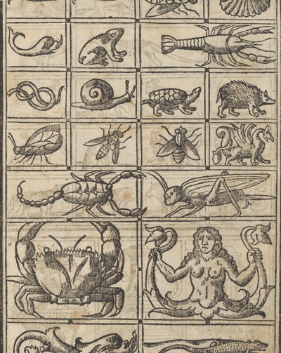 Essempio di recammi, page 11 recto by Giovanni Antonio Tagliente