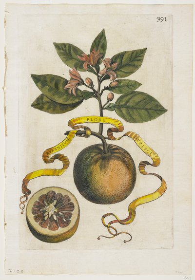 Aurantium Flore Duplici, from Hesperides by Giovanni Battista Ferrari