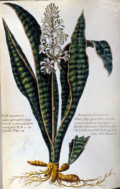 Aloe. Medicinal Plant. Engraving - in 